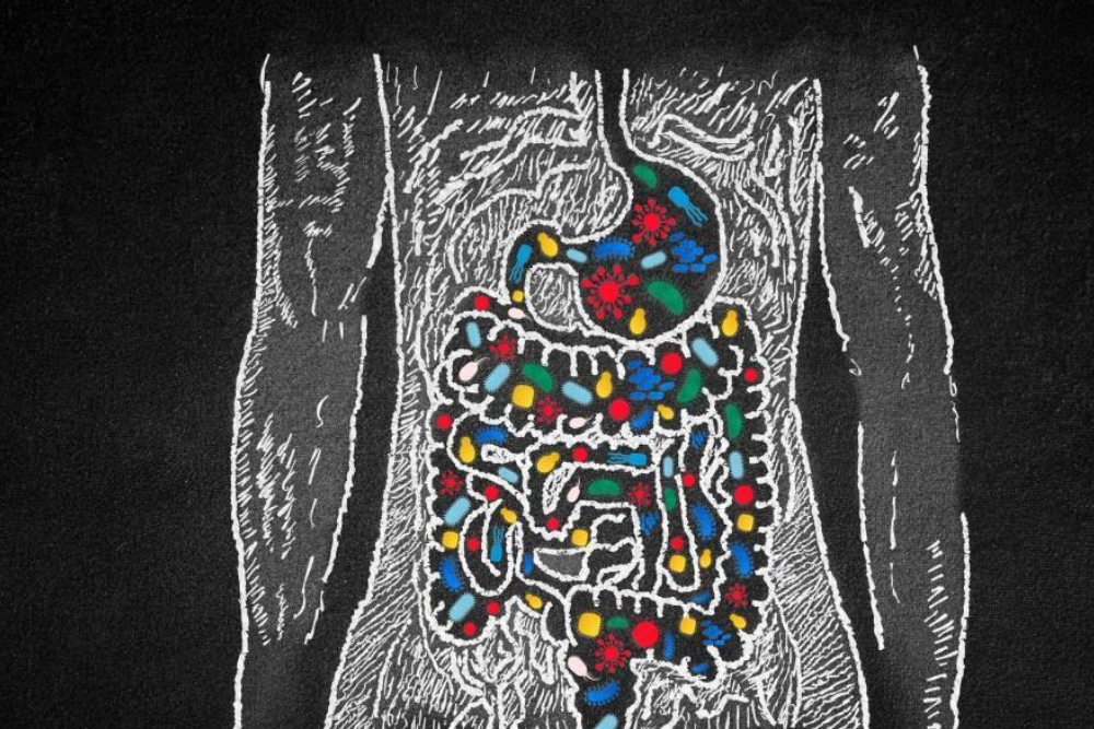Studies Shed New Light on How the Gut Microbiome Affects Chronic Fatigue Syndrome