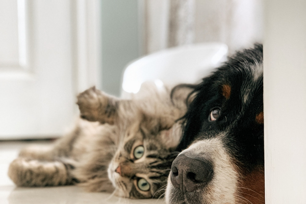 The Pursuit of Happiness: Dogs vs Cats? The Super Bowl and Recent Research Answers